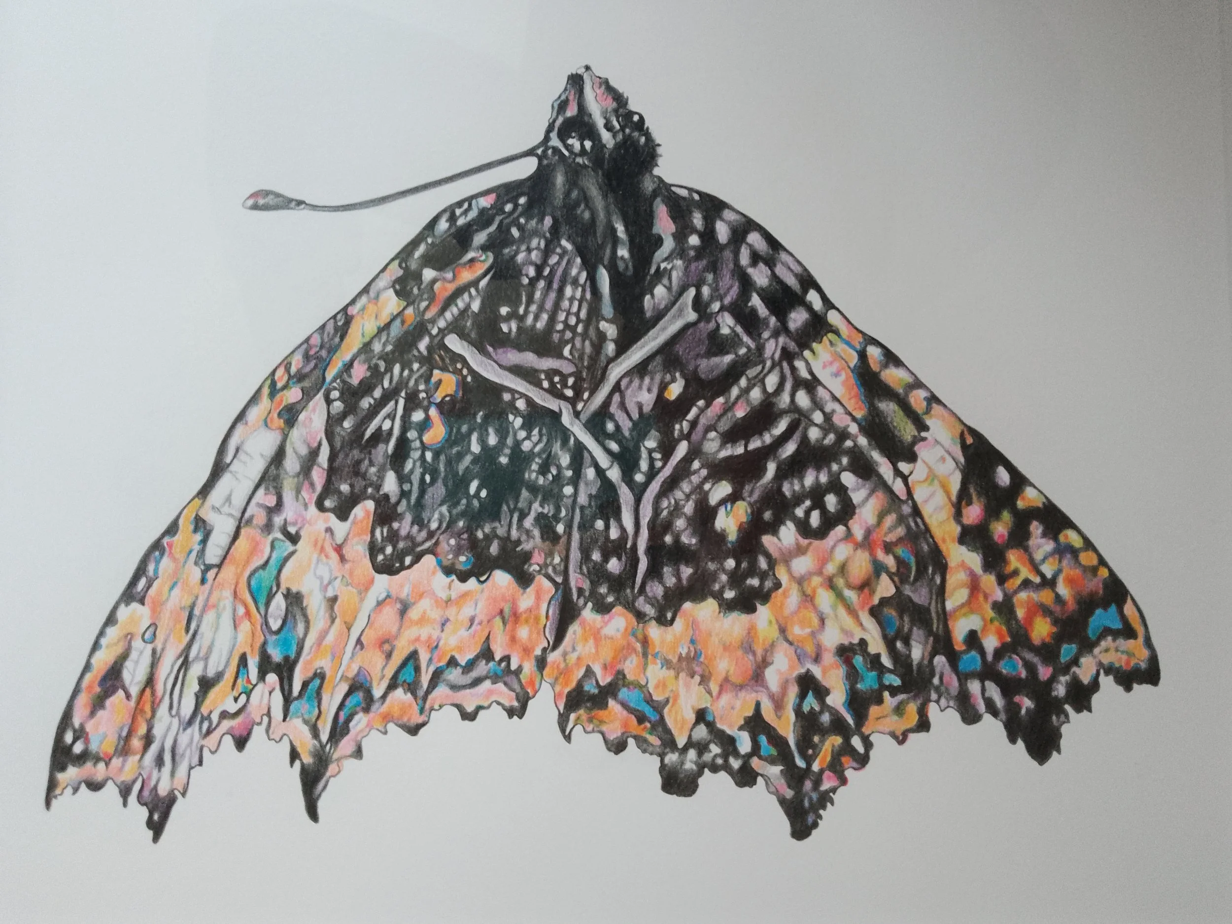 Butterfly 2021