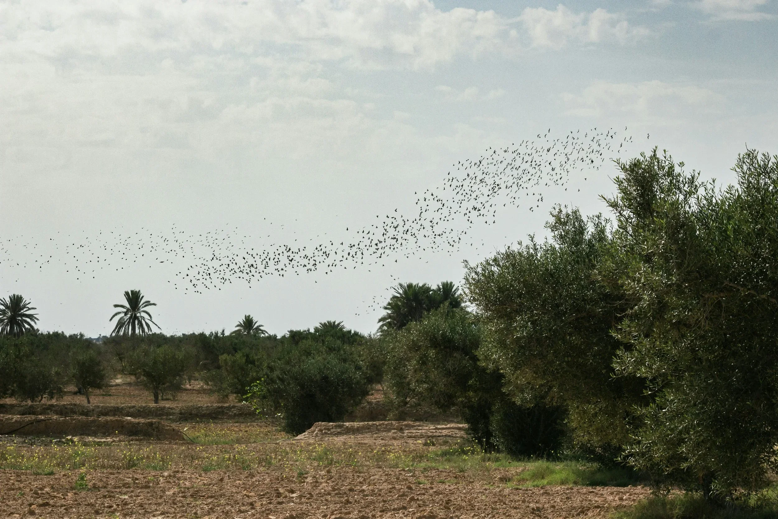A murmuration of birds flies over an olive grove in Tunisia. The birds are tucked close together, hovering above the small trees.