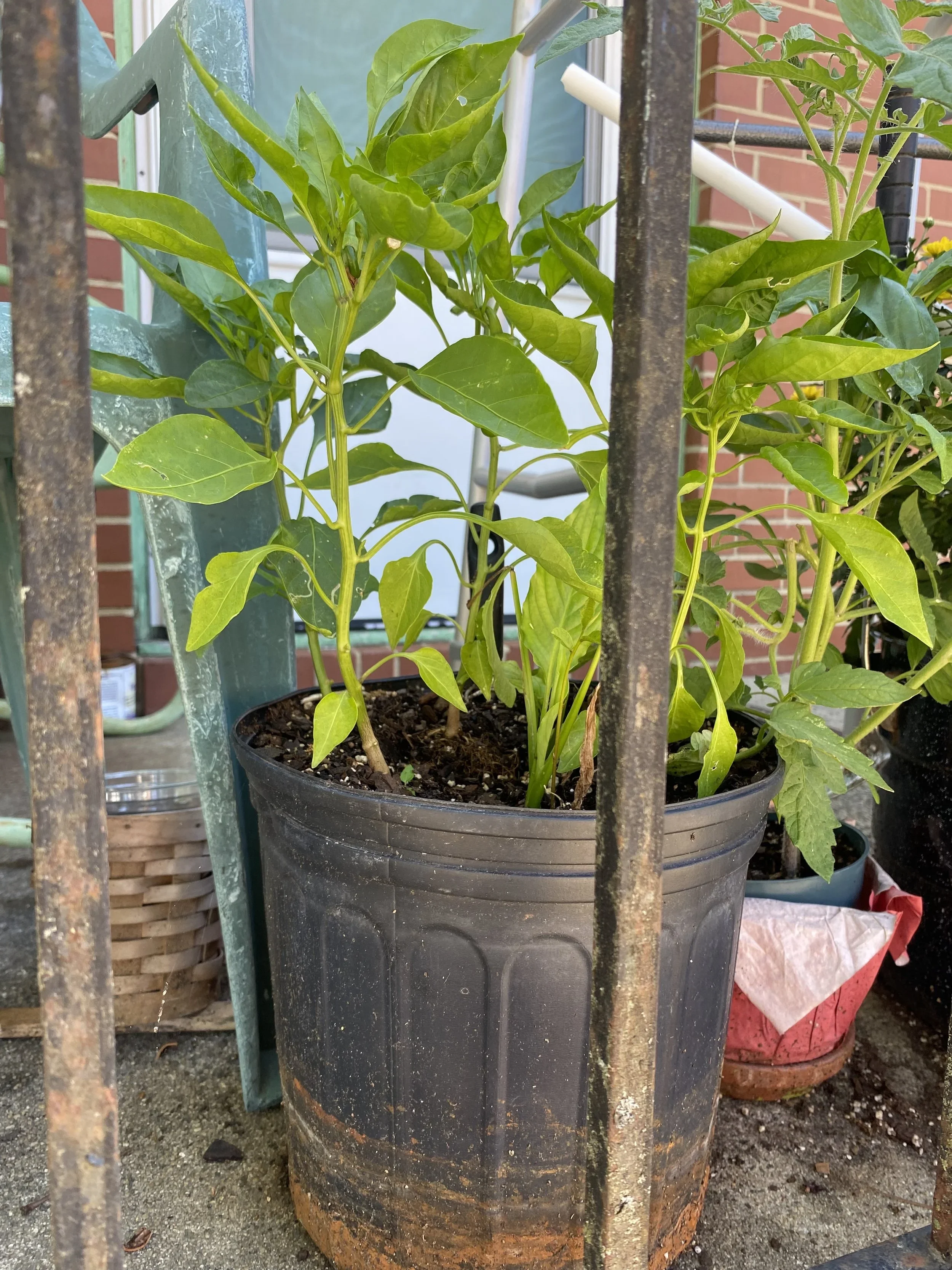 My unexpected garden apprenticeship