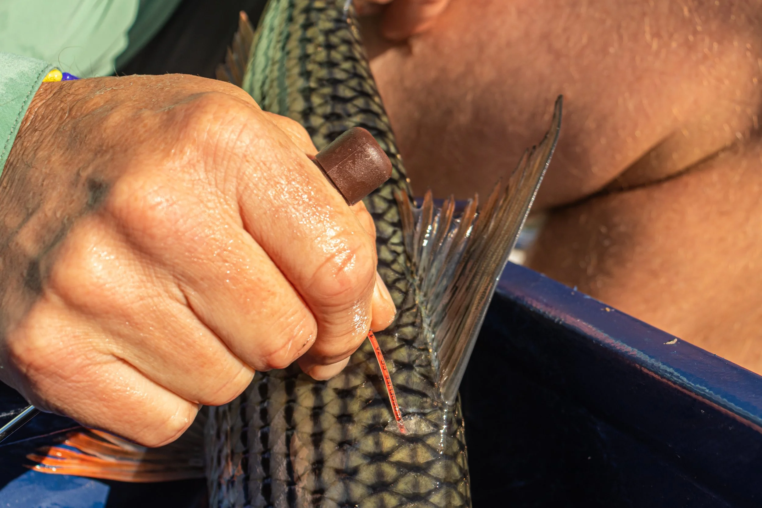 Tigerfish with tag