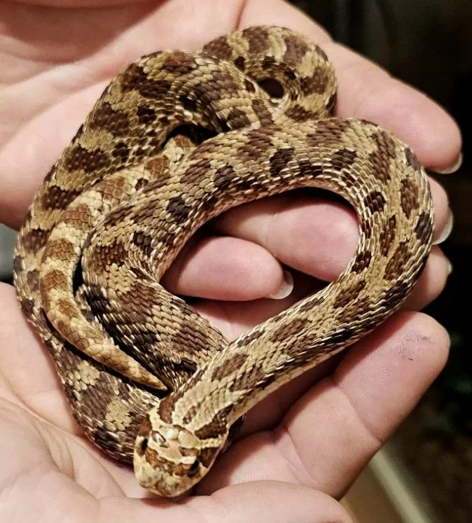 A person holding a coiled snake with a heart shape formed by its body.