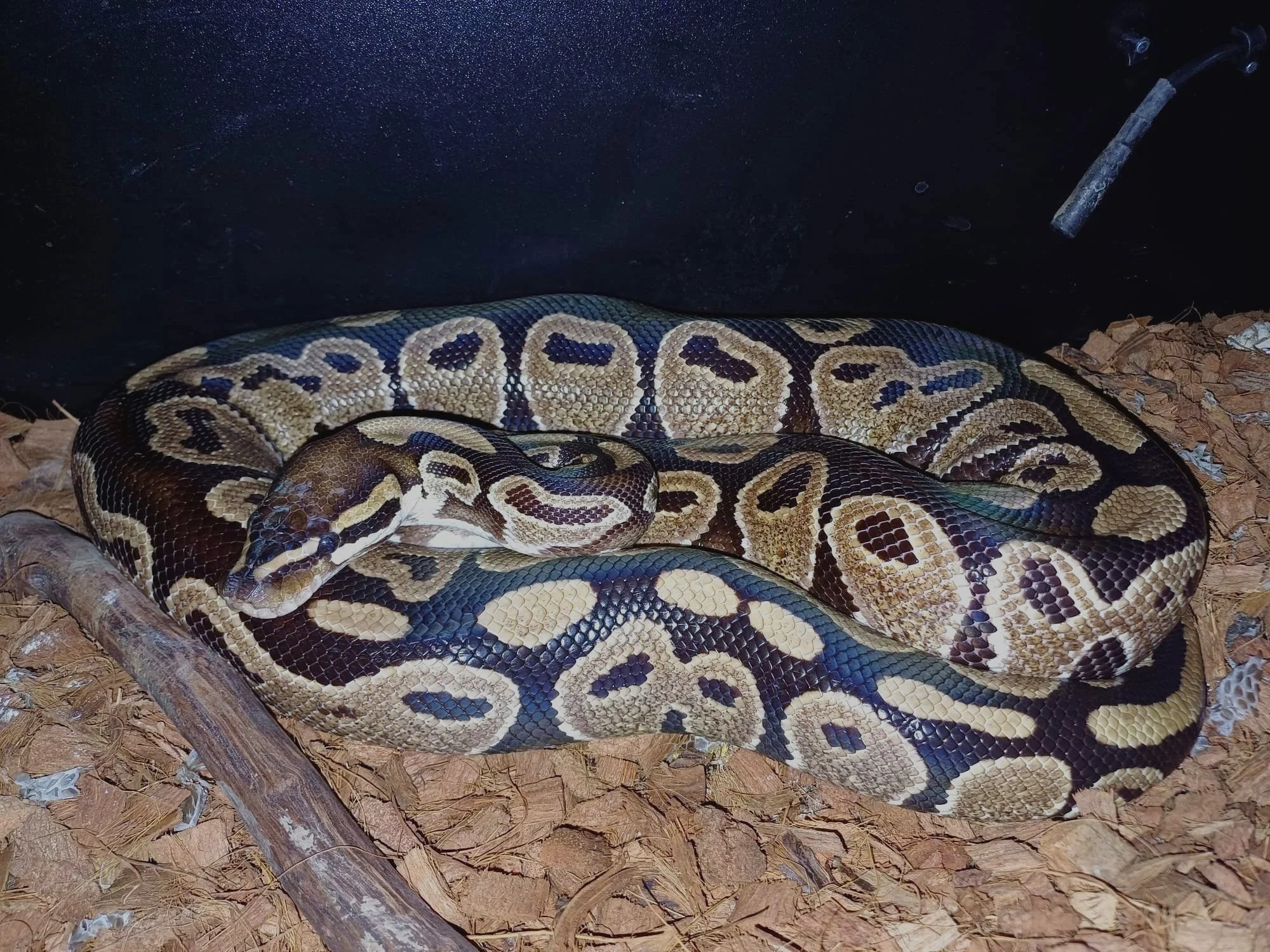 A large ball python snake coiled on wood chips in a terrarium with a black background.