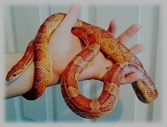 A person holding a red and orange snake with a patterned body against a background of vertical panels.