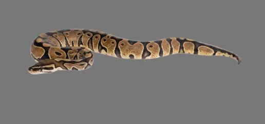 Brown and gold Royal Python