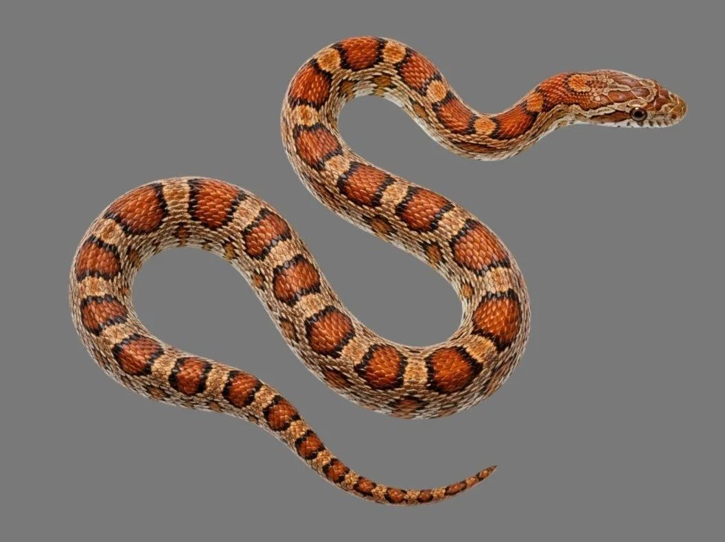 Orange and brown Corn Snake