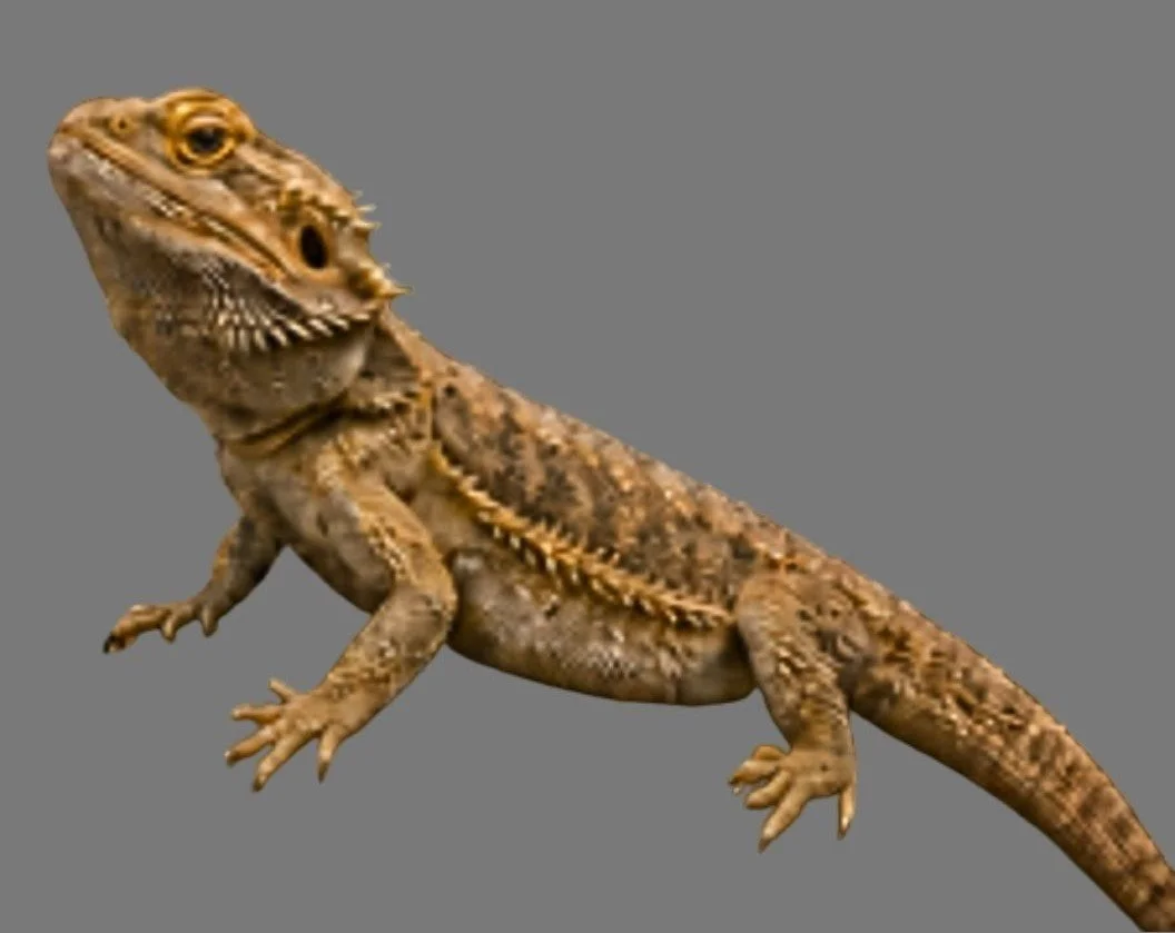 Brown Bearded Dragon standing side-on