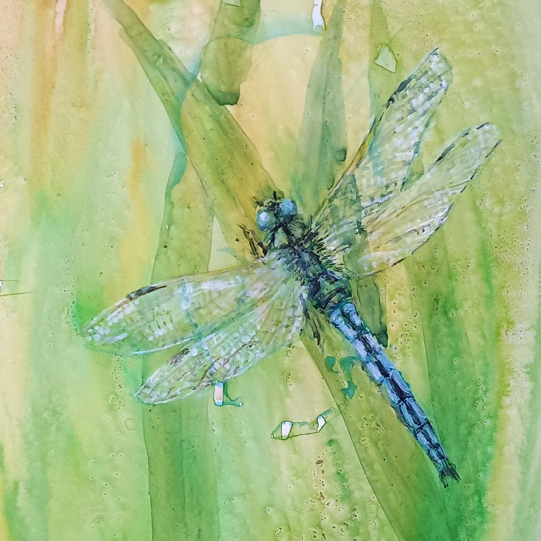 dragonfly.jpg