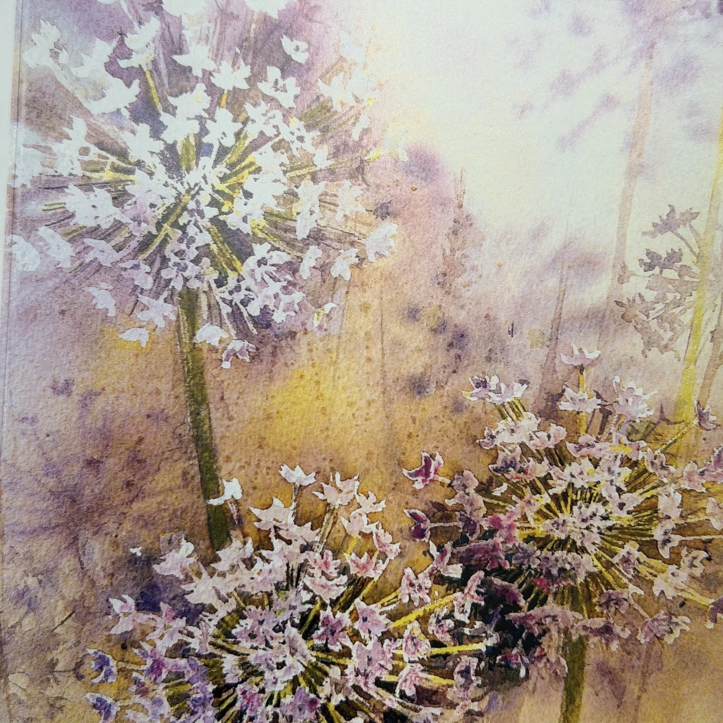 allium.jpeg