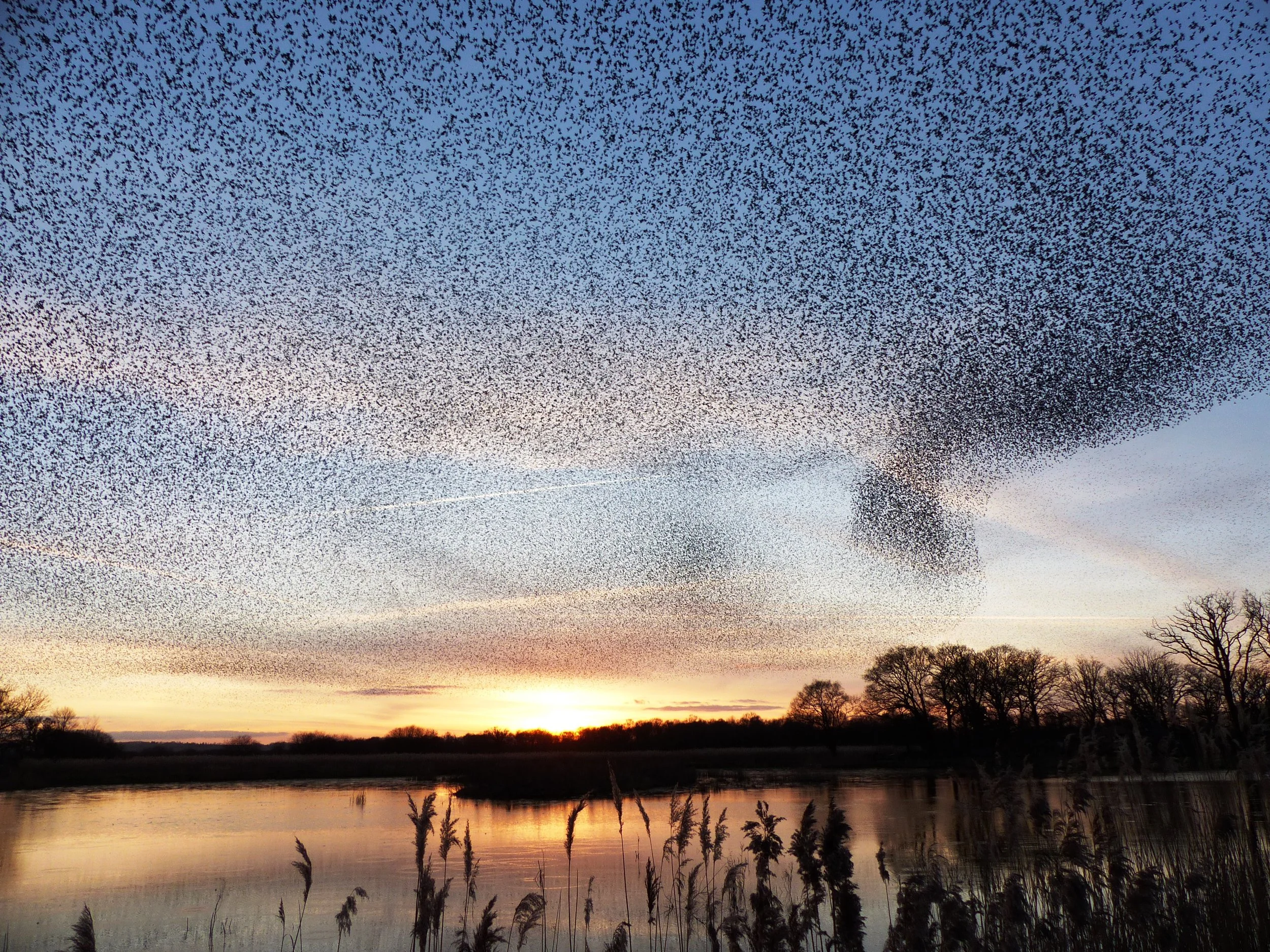 C204 -Sunset of Starlings.JPG