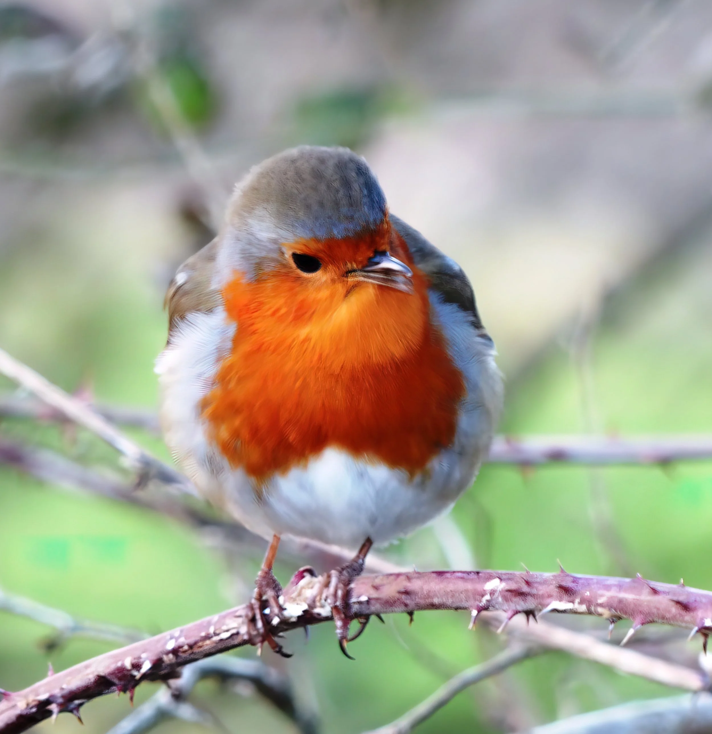 D153 - Chatty Somerset  Robin.jpg