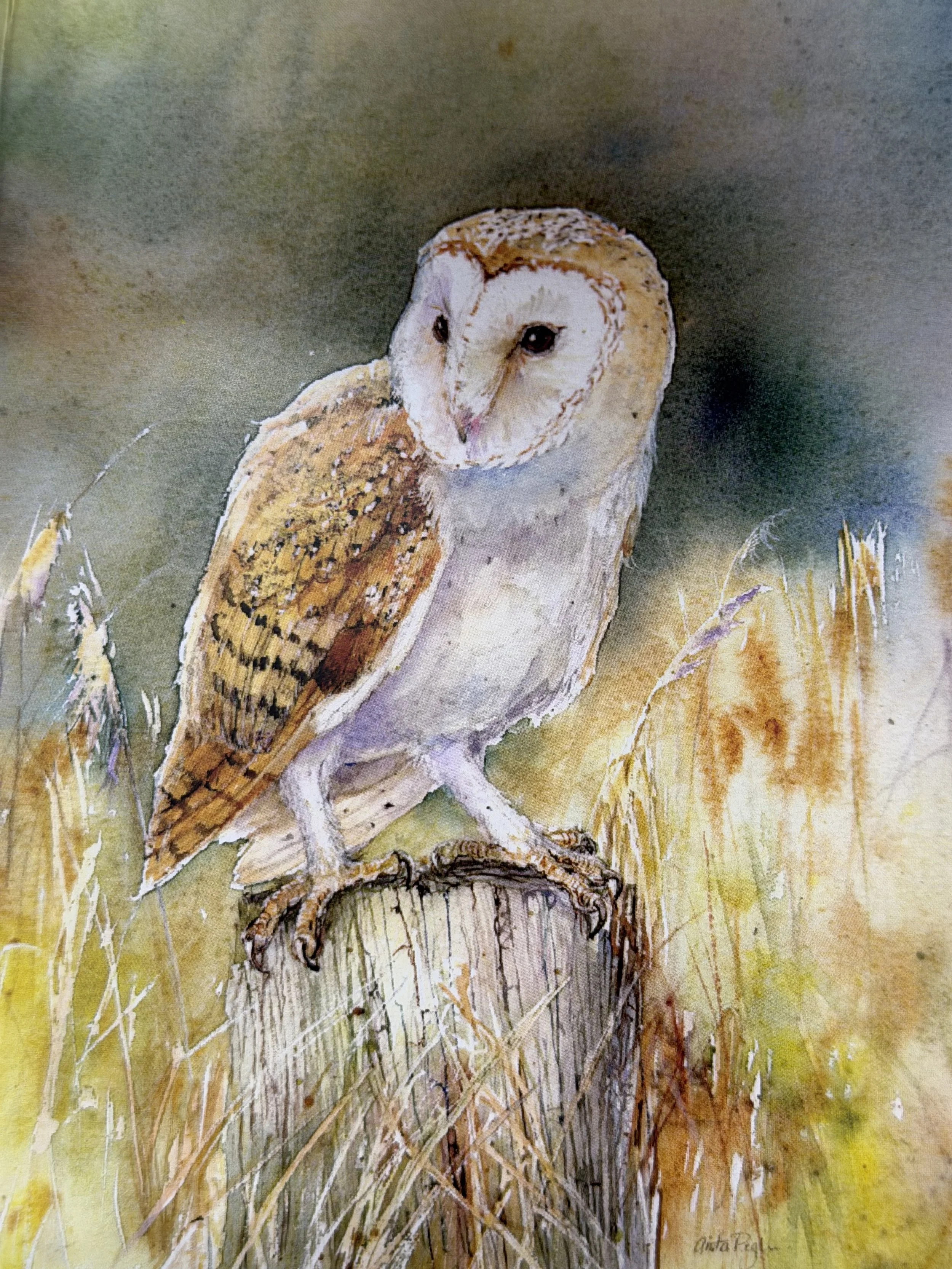 barn owl.jpeg