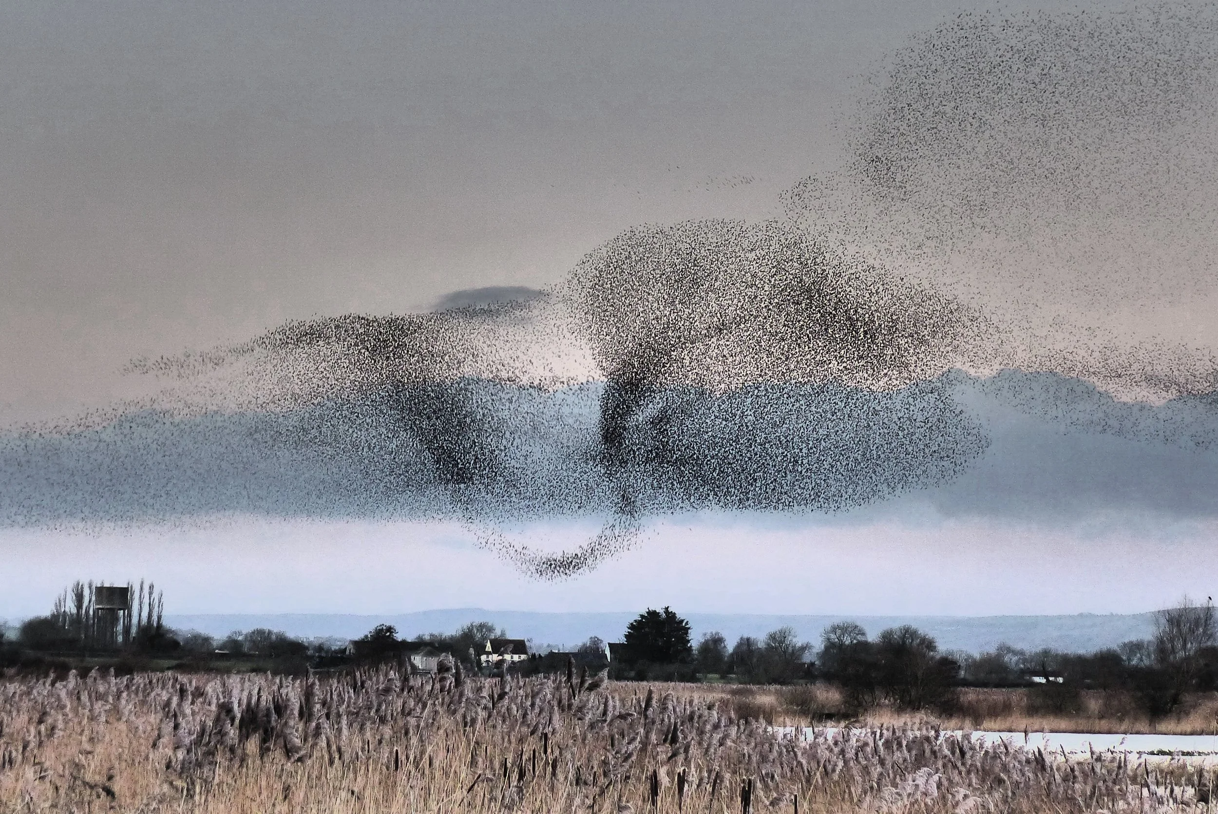 C85 - Somerset Starlings Murmuration.jpg
