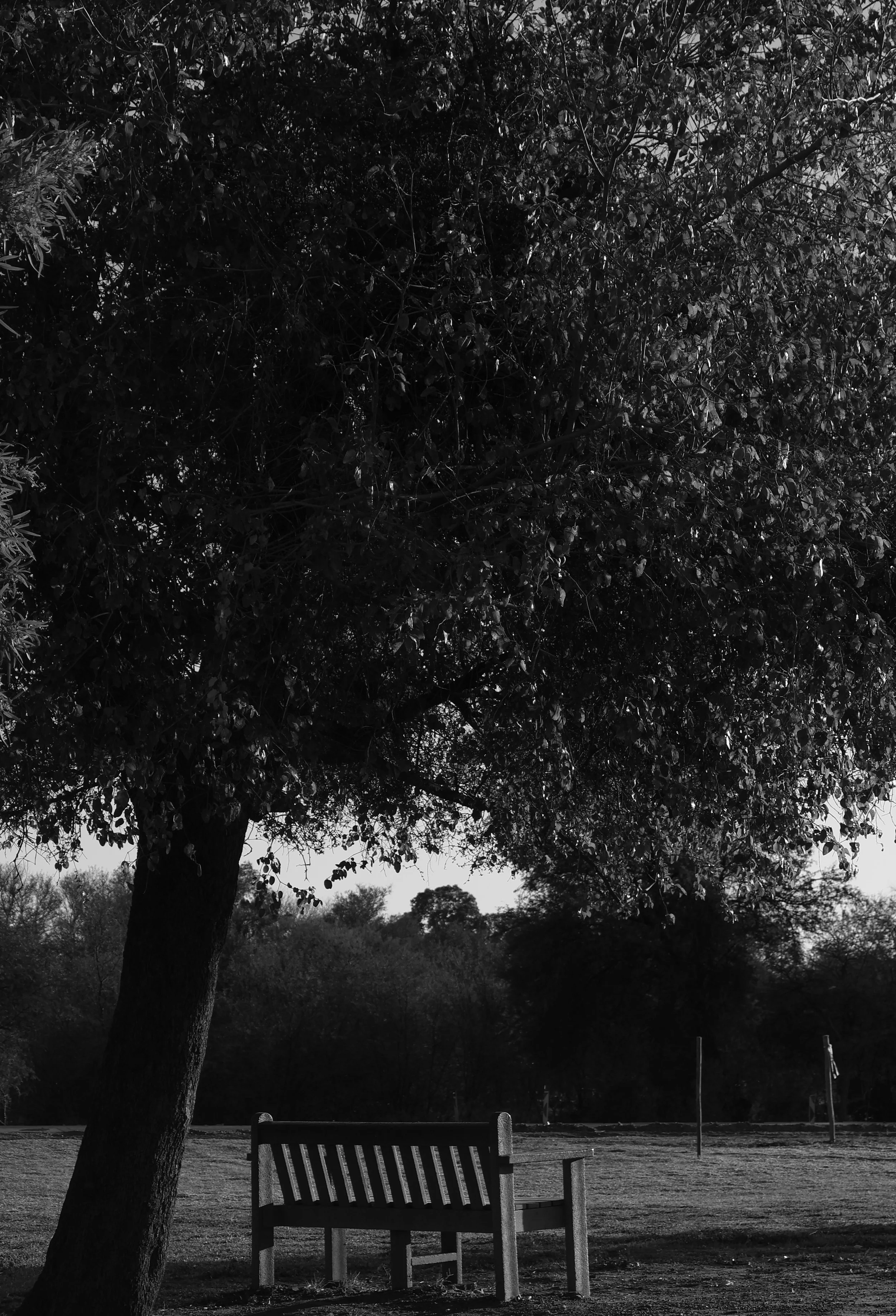 A photograph of a bench in a park in windhoek, Namibia
