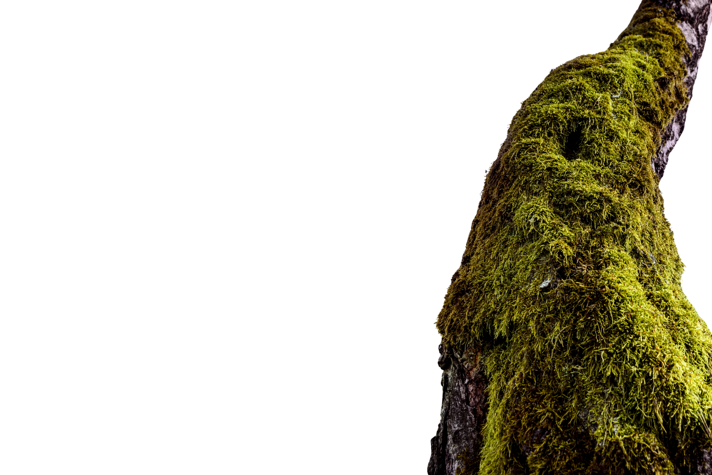 Close-up of a moss-covered tree trunk with a blurred dark background.