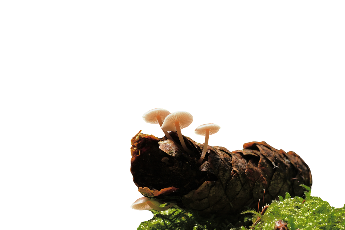 Fresh wild mushrooms growing on a dark log in a lush forest with green moss.