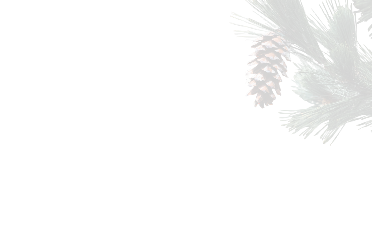 Green pine branches with brown pine cone against black background.