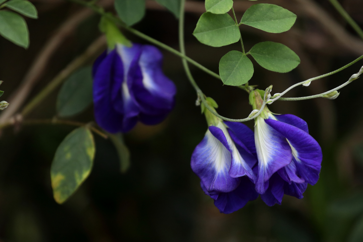 Butterfly Pea Flower: The Blossom That Awakens Your Inner Voice