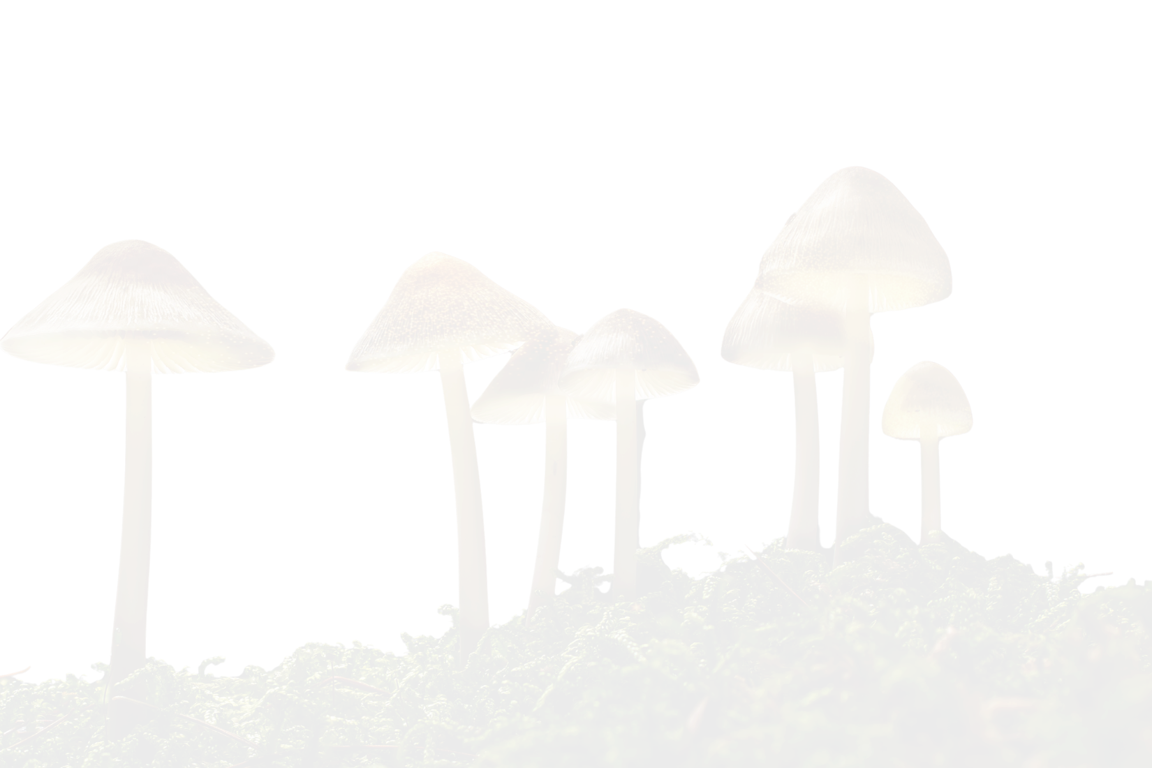 Cluster of illuminated brown and yellow mushrooms growing on green moss.