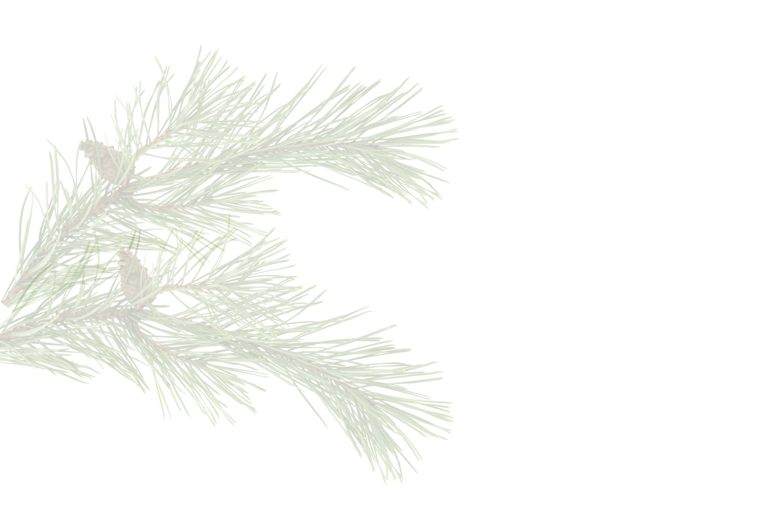 Close-up of pine tree branches with green needles against a black background.