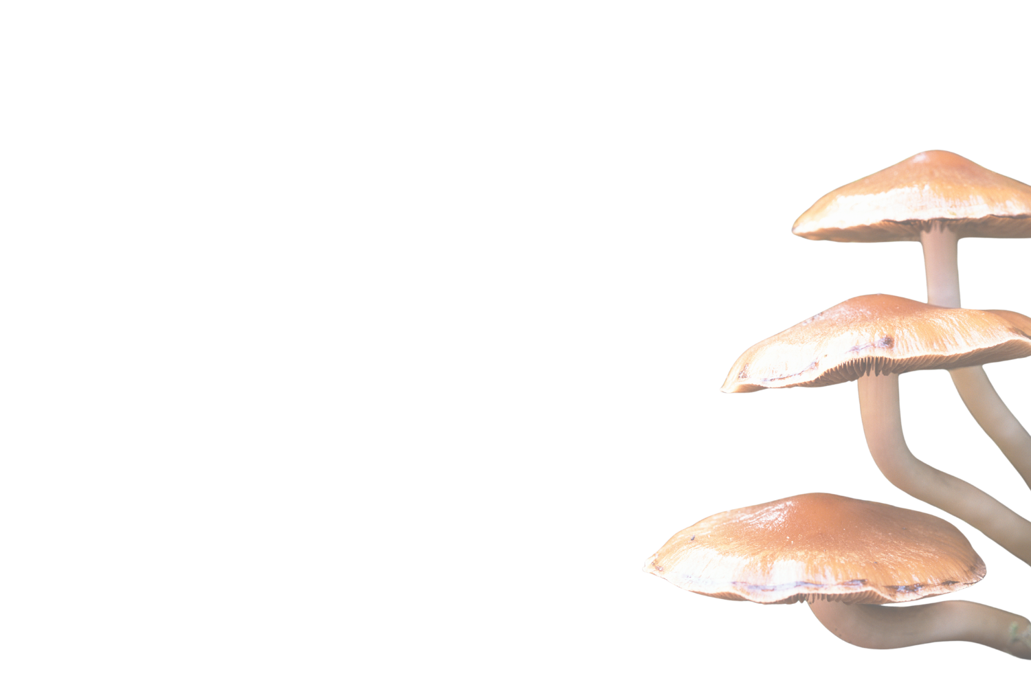 A cluster of four brown mushrooms with caps and stems, growing closely together on the right side of the image, against a black background.