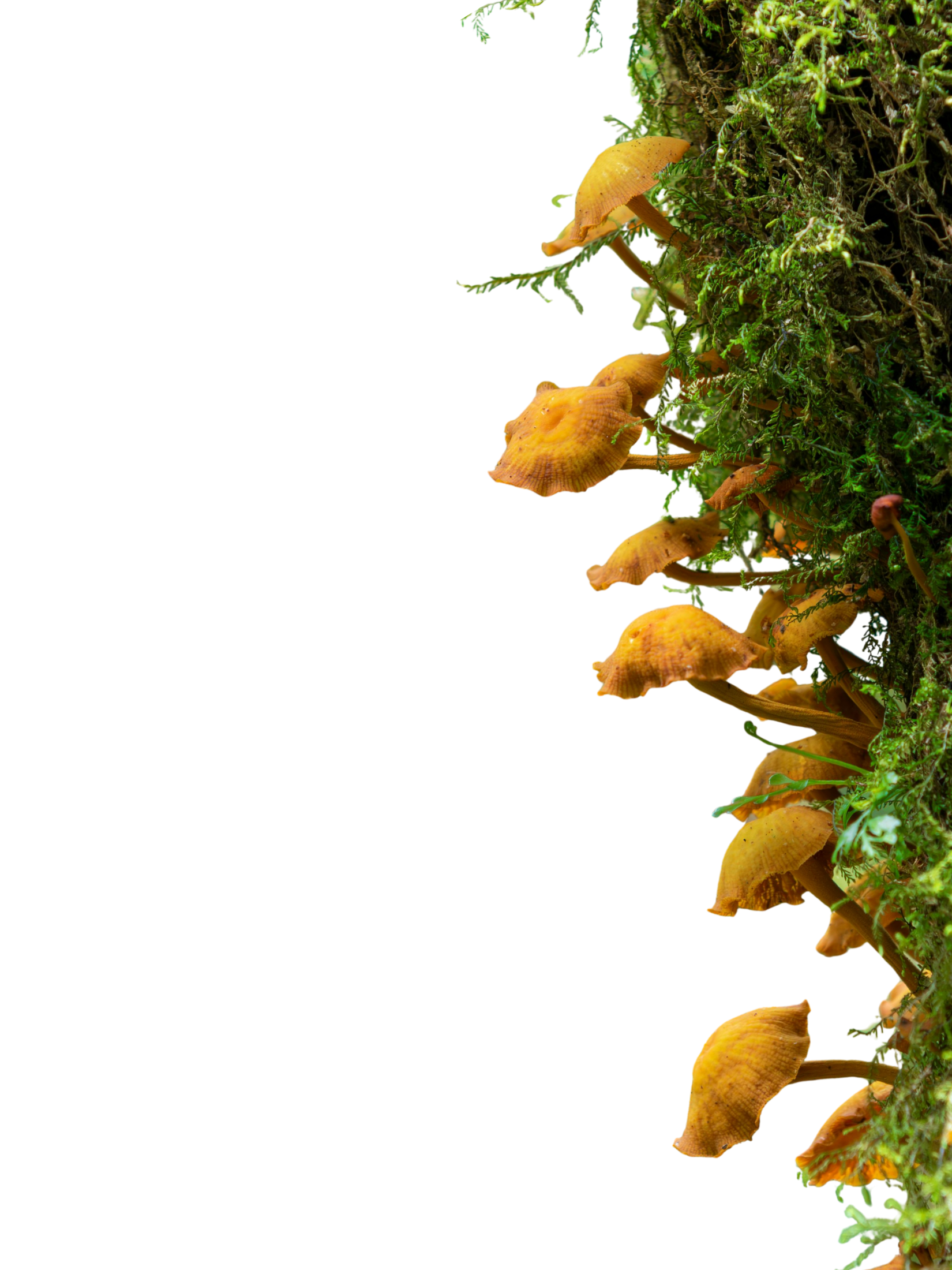 Orange mushrooms growing on a moss-covered log in a lush green forest.