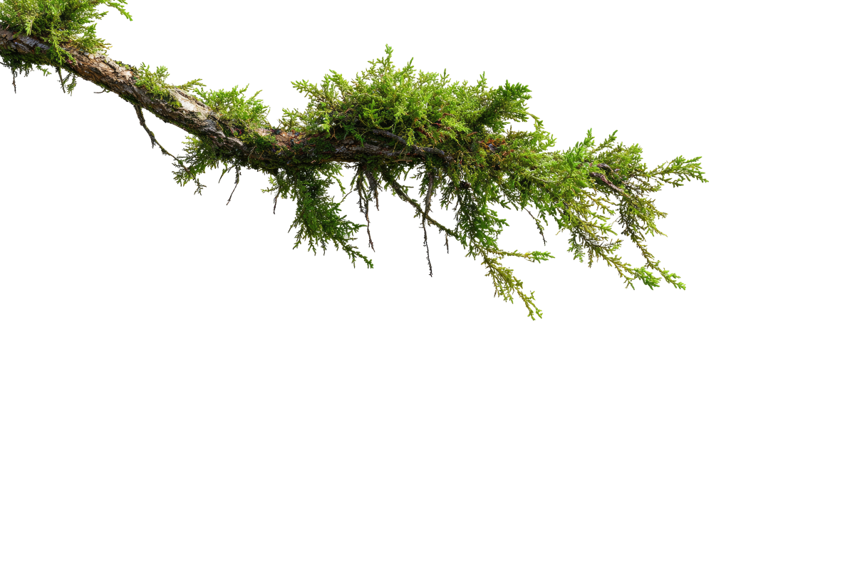 A tree branch with green moss growing on it, extending horizontally.