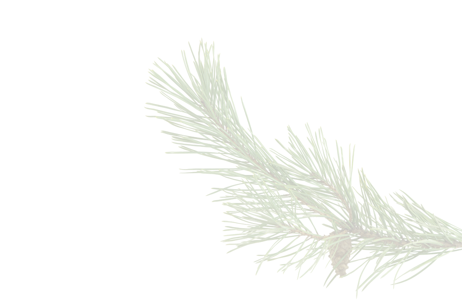 Green pine branch with needles against a black background.