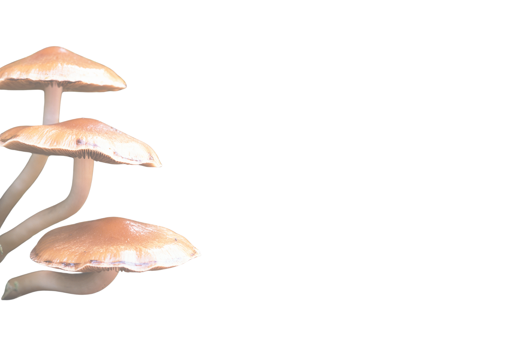 Three mushrooms with orange-brown caps and beige stems