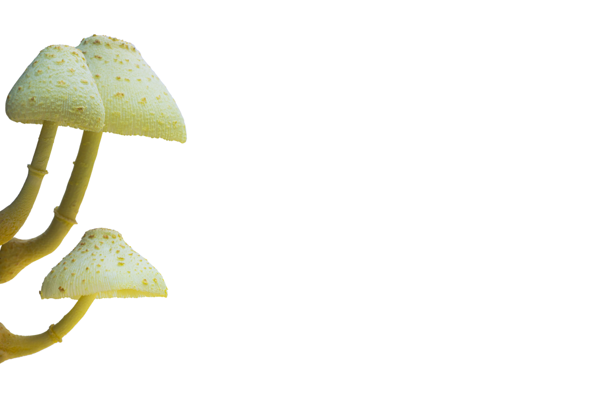 An image of three yellow-brown mushrooms with textured caps and long stems