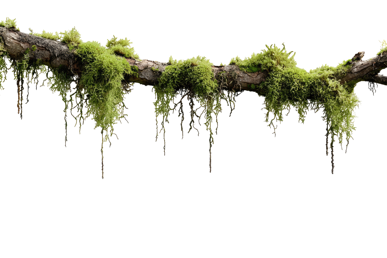 Tree branch with green moss growing on it.