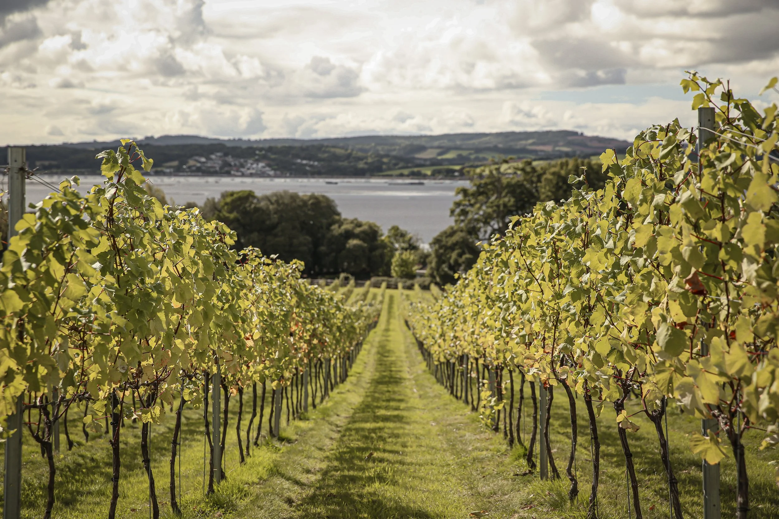 Vineyard with rows of grapevines stretching towards a body of water in the background, with hills and a partly cloudy sky above.