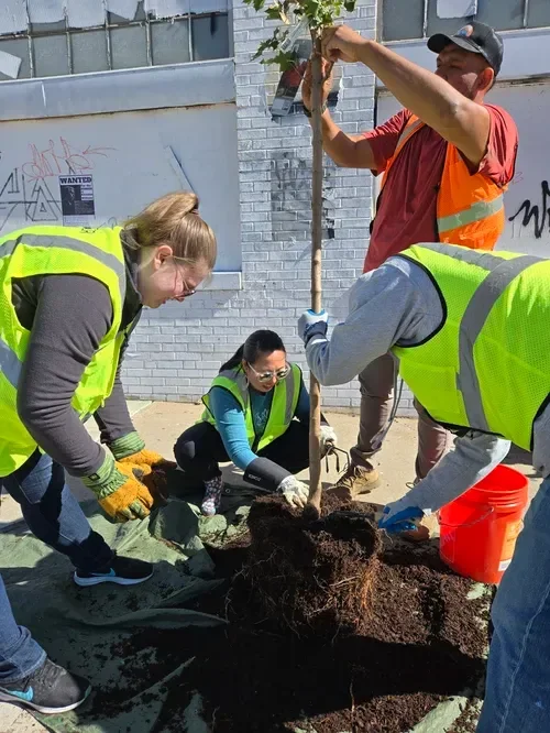 Volunteers in safety vests plant a young tree in an urban sidewalk garden bed.