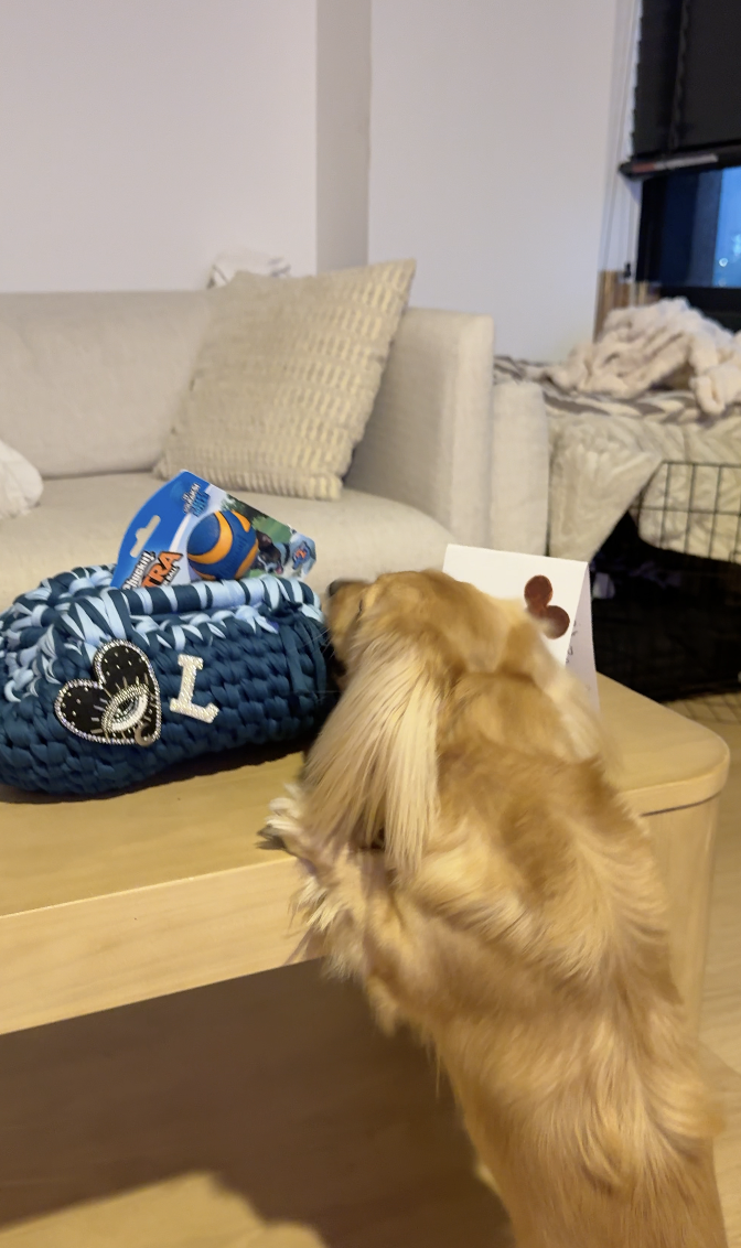 Golden retriever dog looking at a wicker basket on a coffee table.