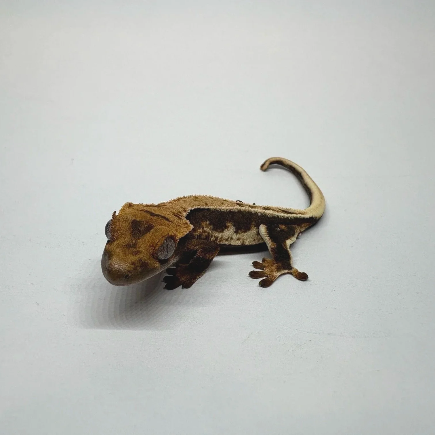 June 2026 Crested Gecko