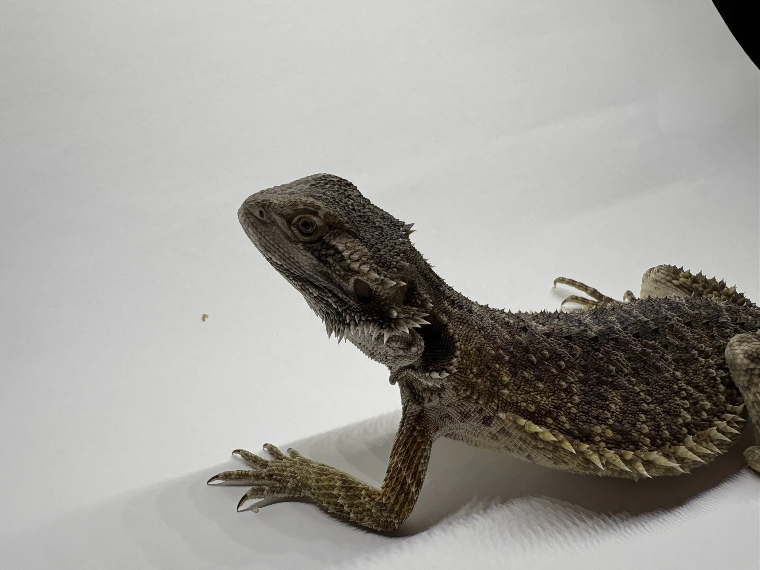 Adoptable- 2026 Bearded Dragon Chuck