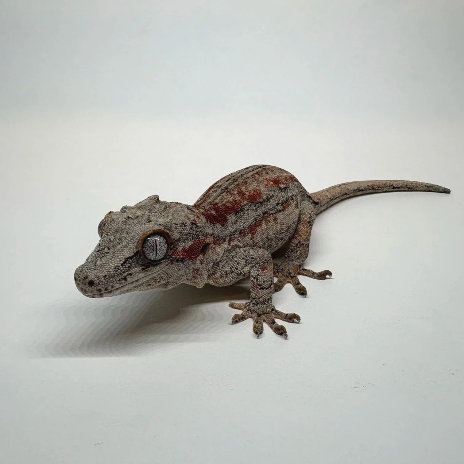 2023 Gargoyle Gecko