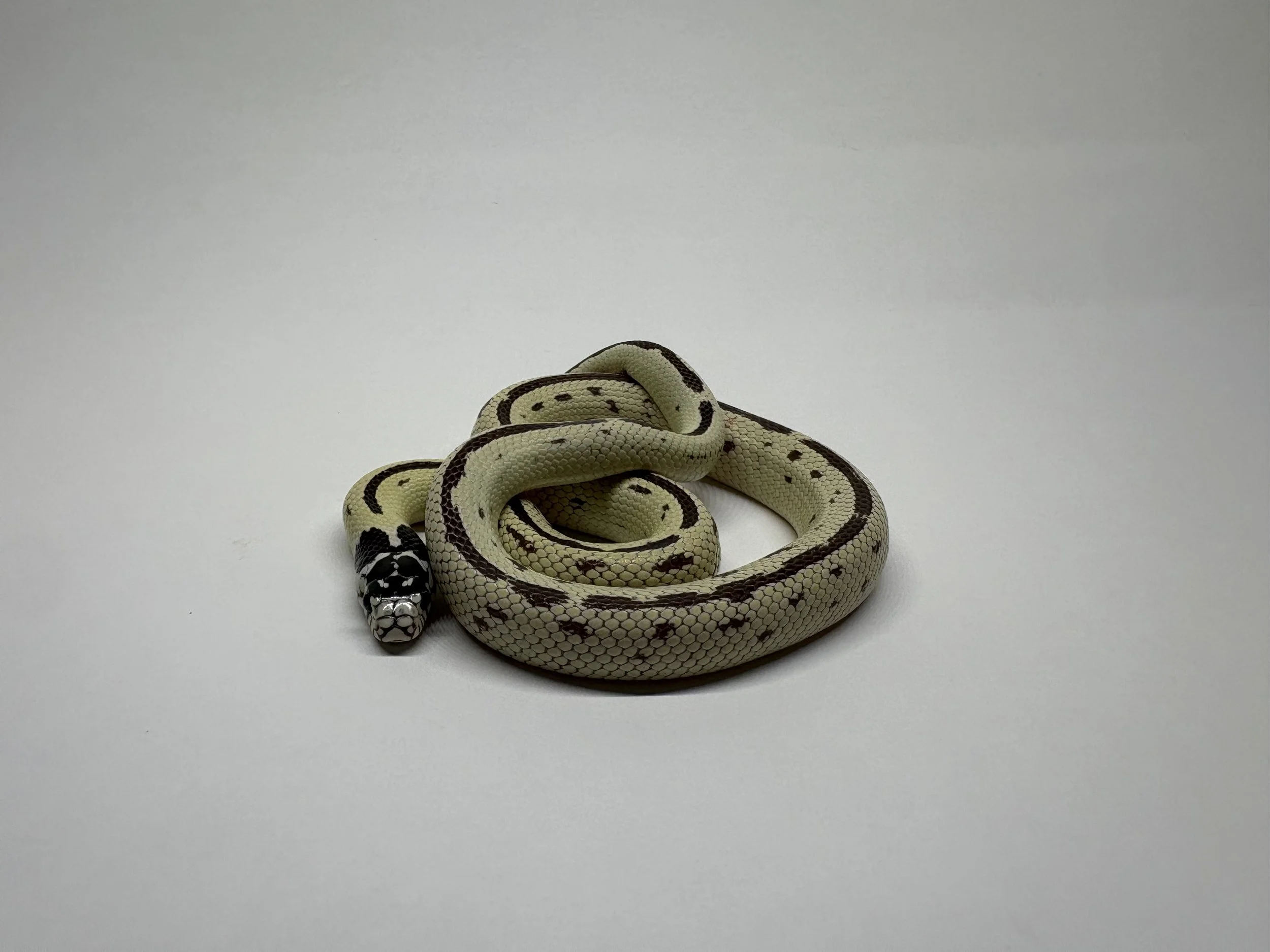2026 Hypo California King Snake- Juvenile