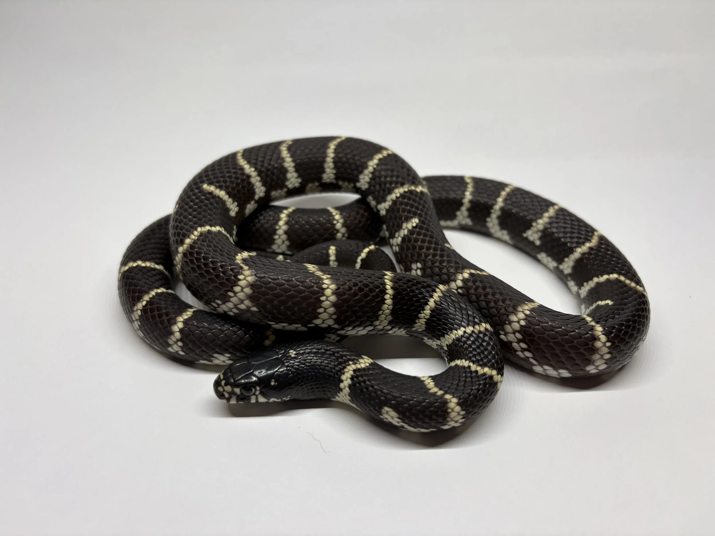Adoptable- 2024 California King Snake