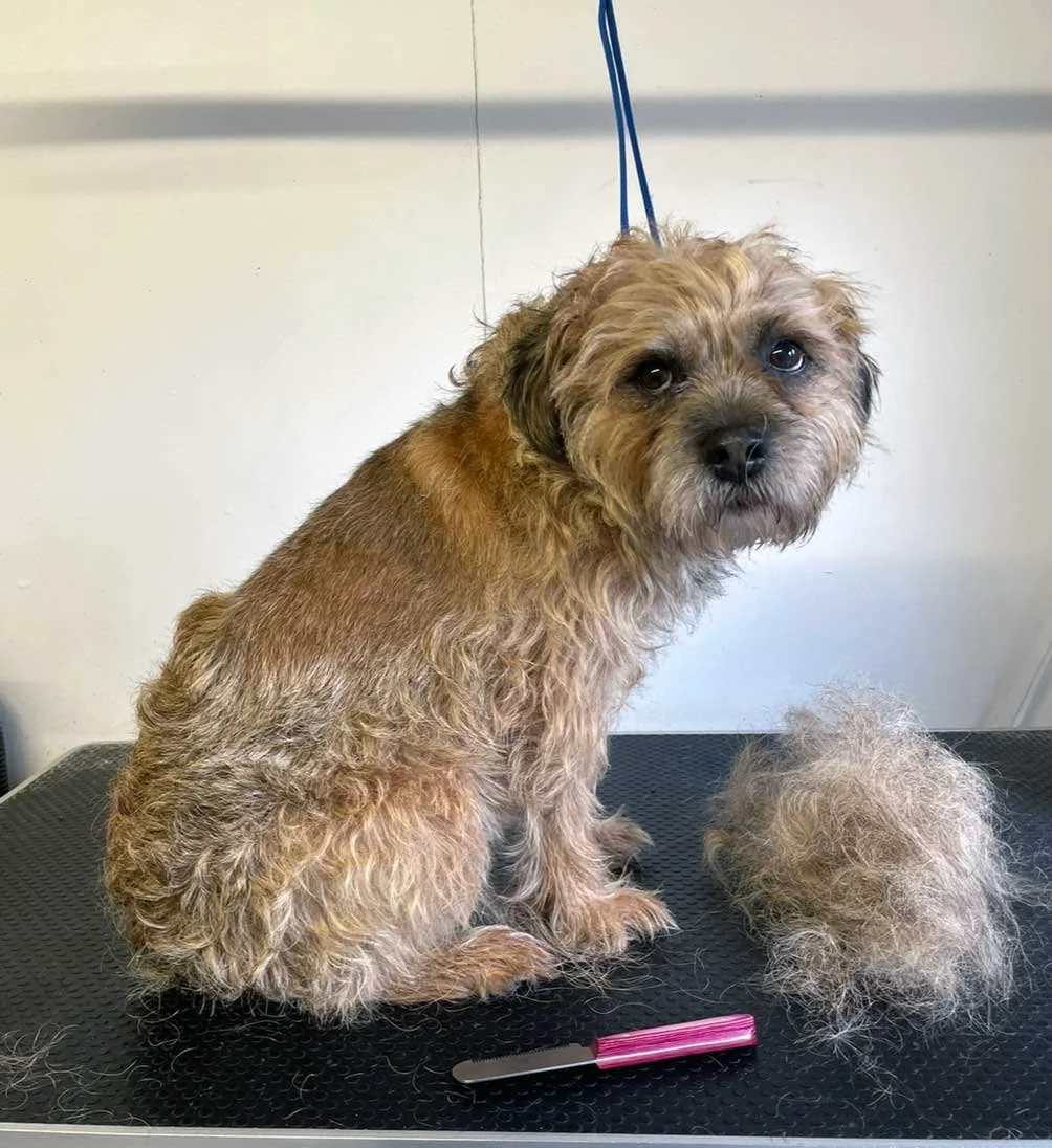 Hand Strip- Prices vary dependent on breed of dog, size, temperament and time spent.