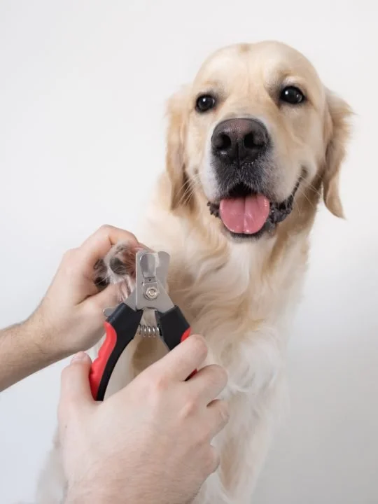 Nail Trim