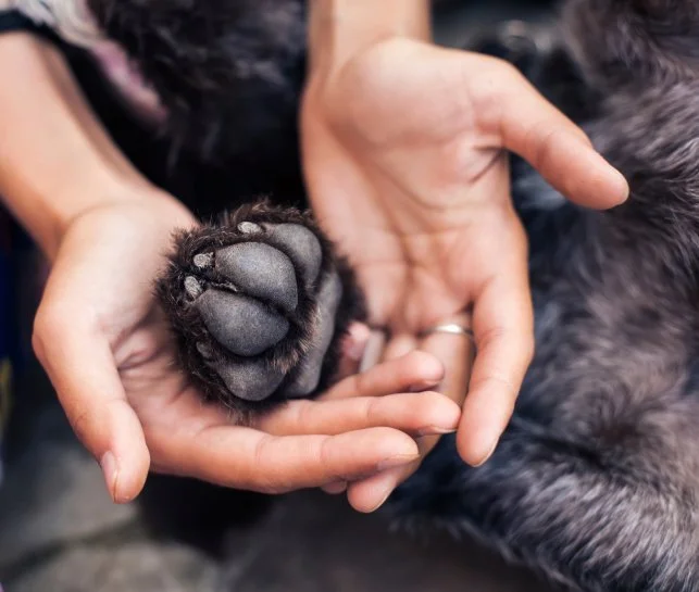 Paw Massage