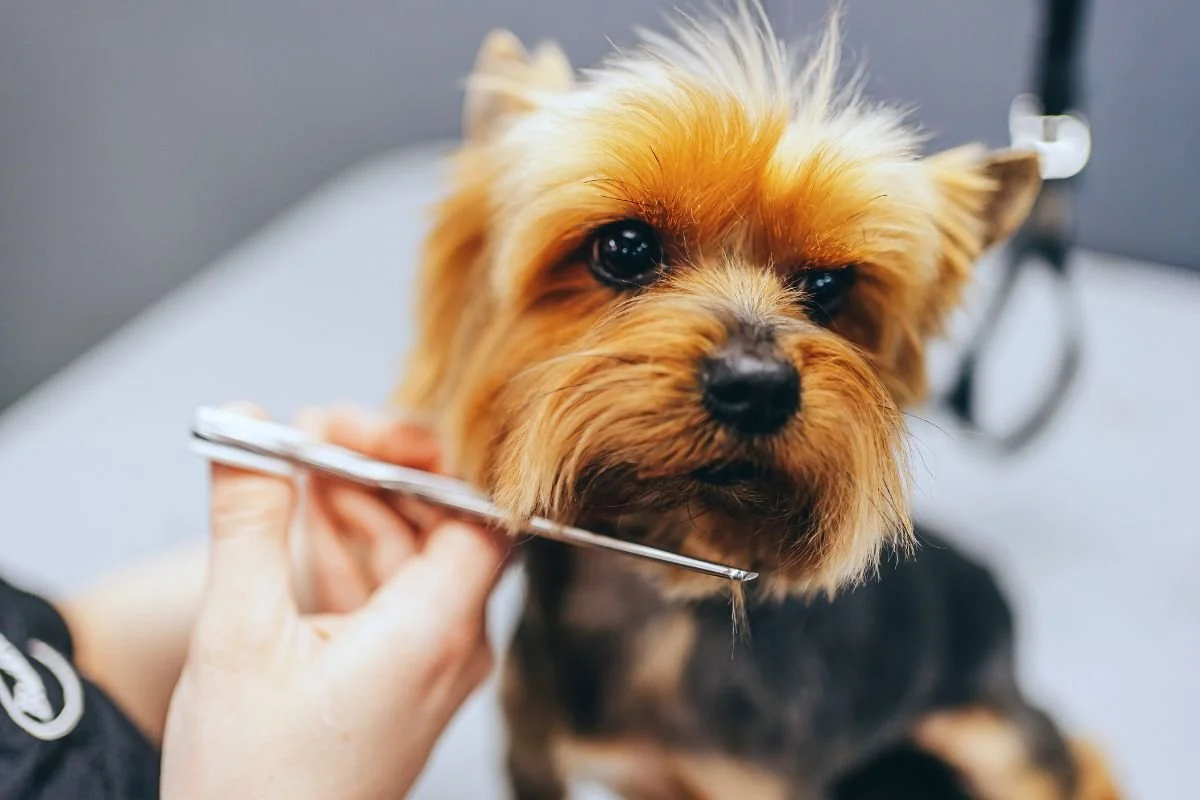 Full Groom- Prices starting from £45 * Depends on breed, size and condition of dog