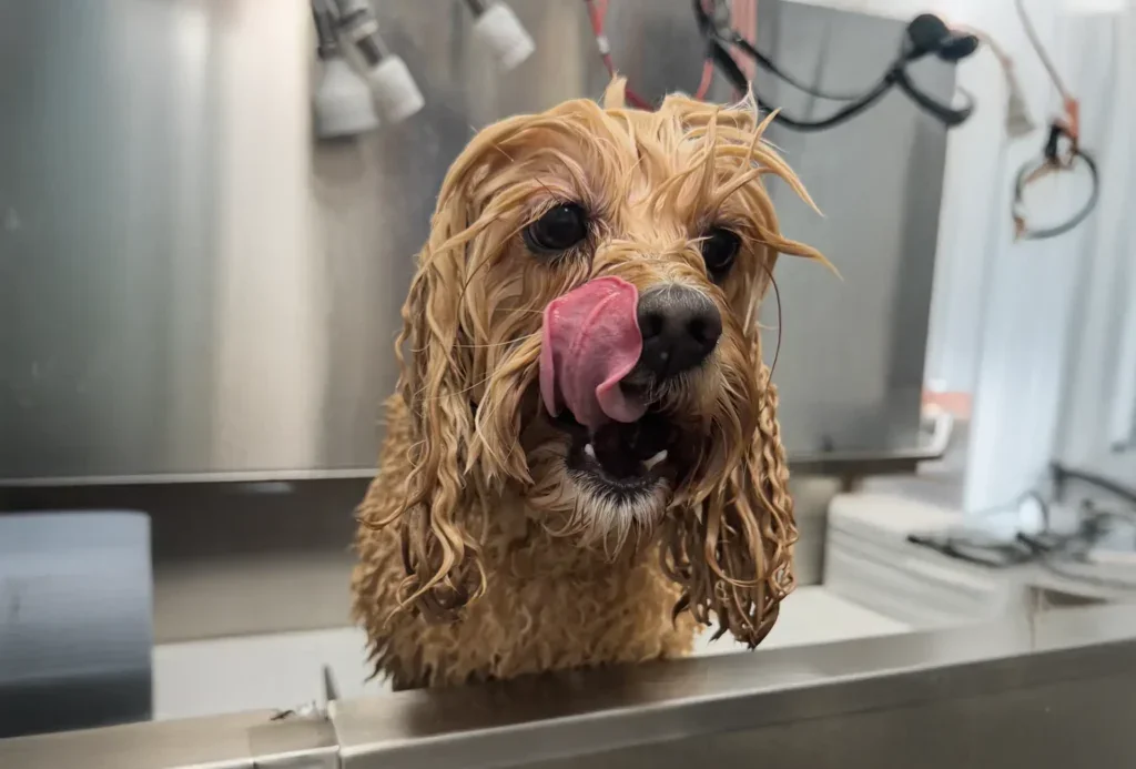 Bath and Brush Out Only- Prices starting from £35 * Depends on breed, size and condition of dog
