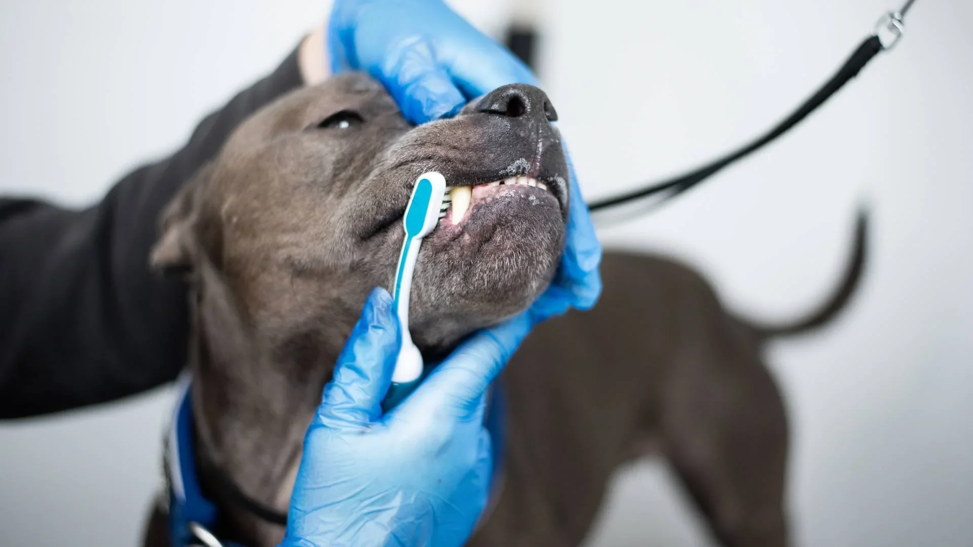 Teeth Cleaning
