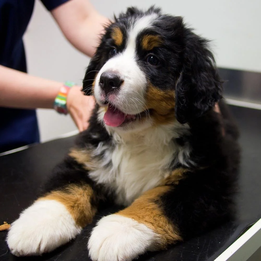 Puppy Induction- Prices starting from £35 * Depends on breed, size and condition of dog