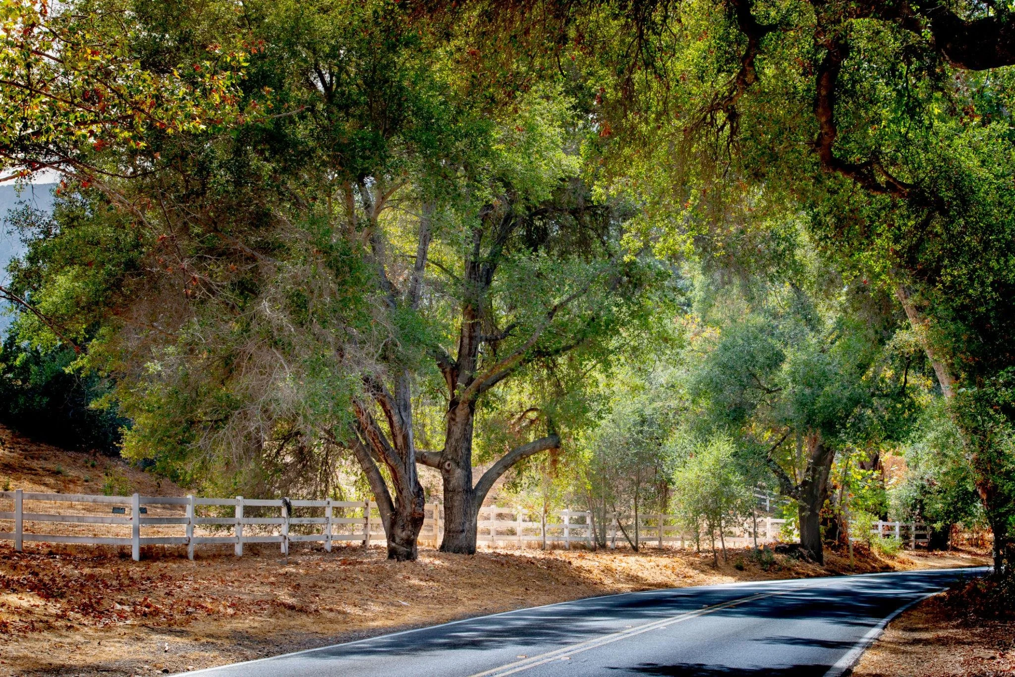 A scenic view of tall leafy trees along a paved road with a white fence at the base of the trees.