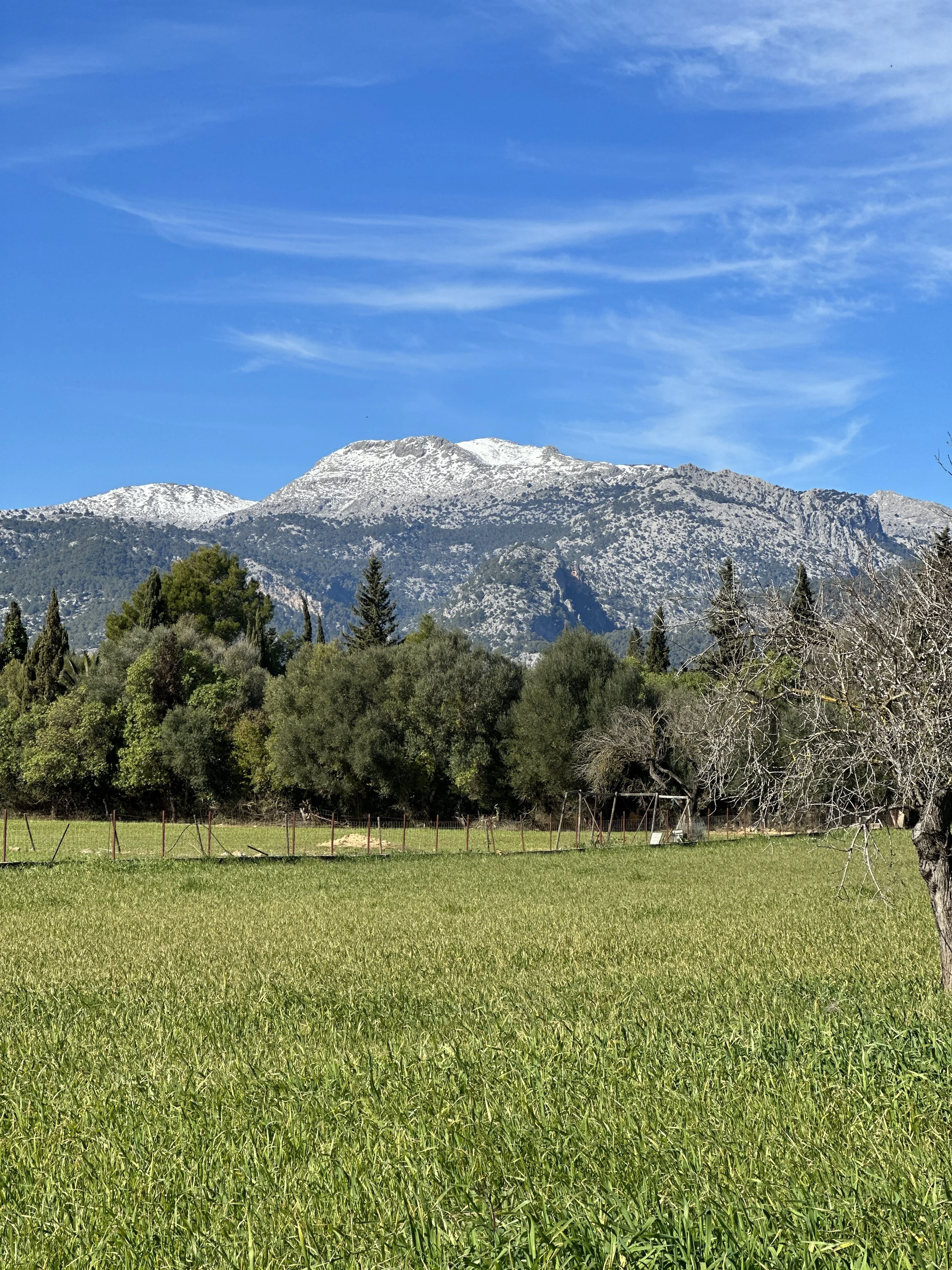 Montañas con nieve en la cumbre, árboles verdes y un campo de césped en primer plano, cielo azul con nubes finas.
