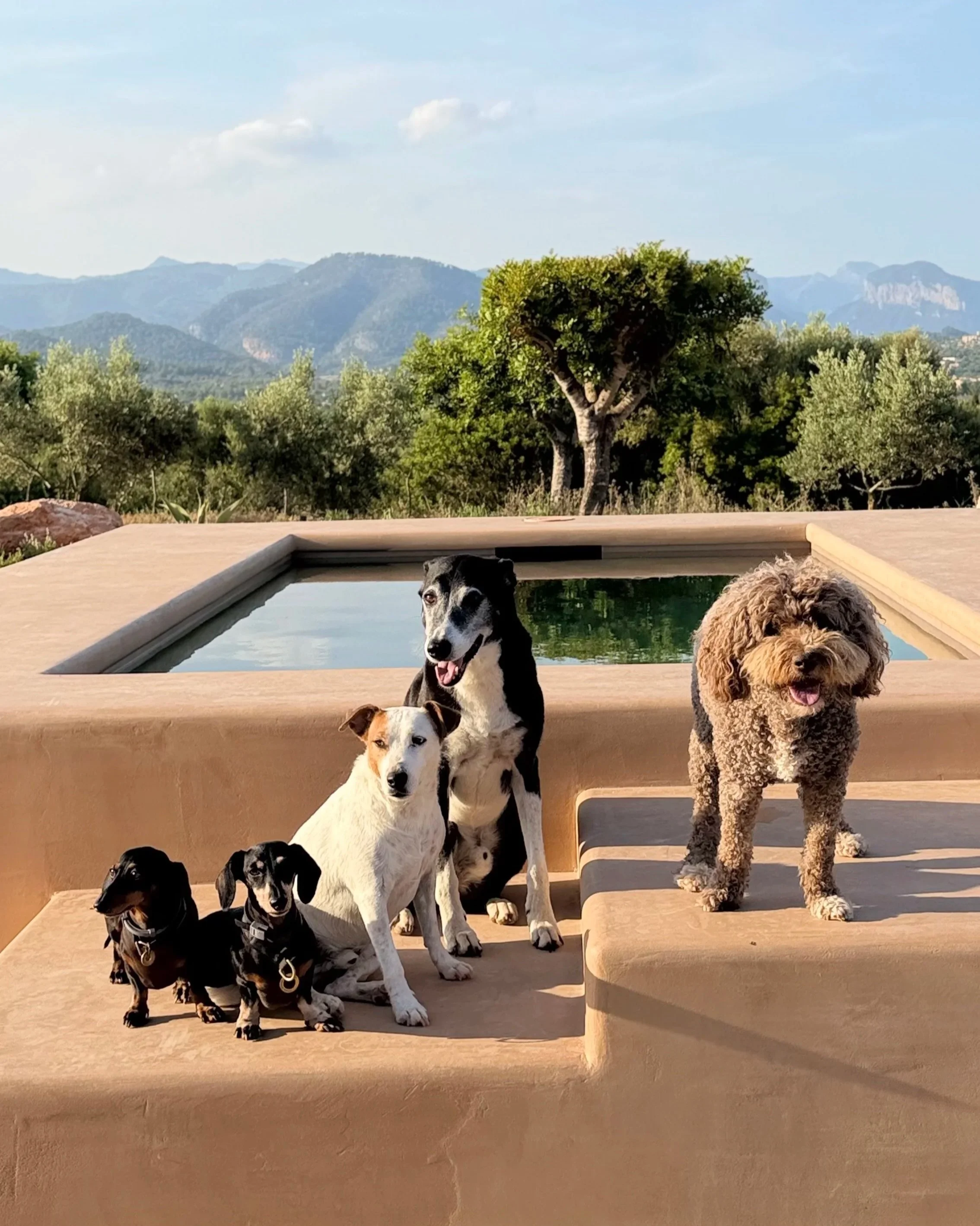 Six dogs sitting on a wooden platform with a scenic mountain view in the background, with blue sky and scattered clouds.