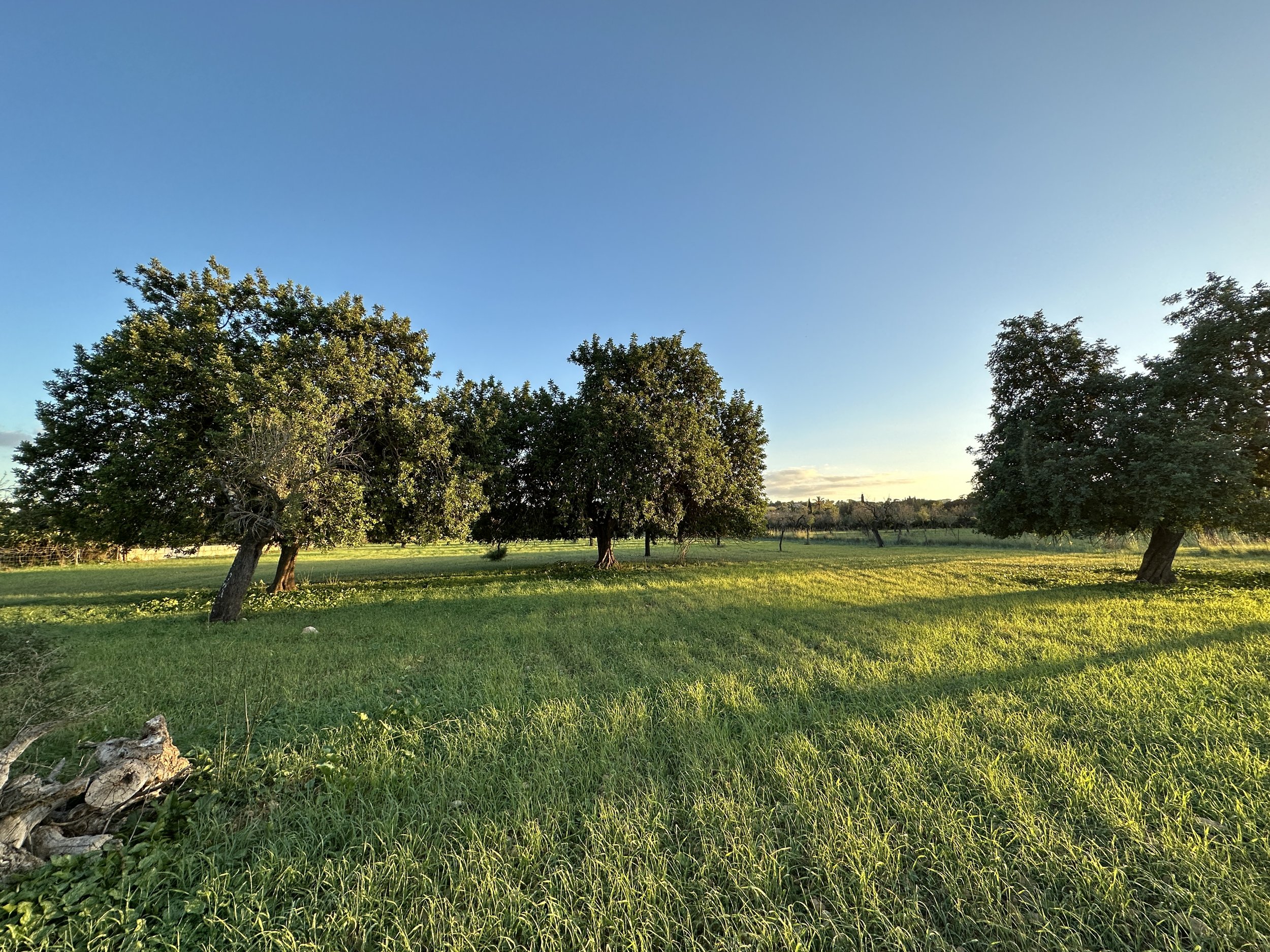 Paisaje de campo con árboles verdes y césped, cielo despejado y iluminado por el sol.