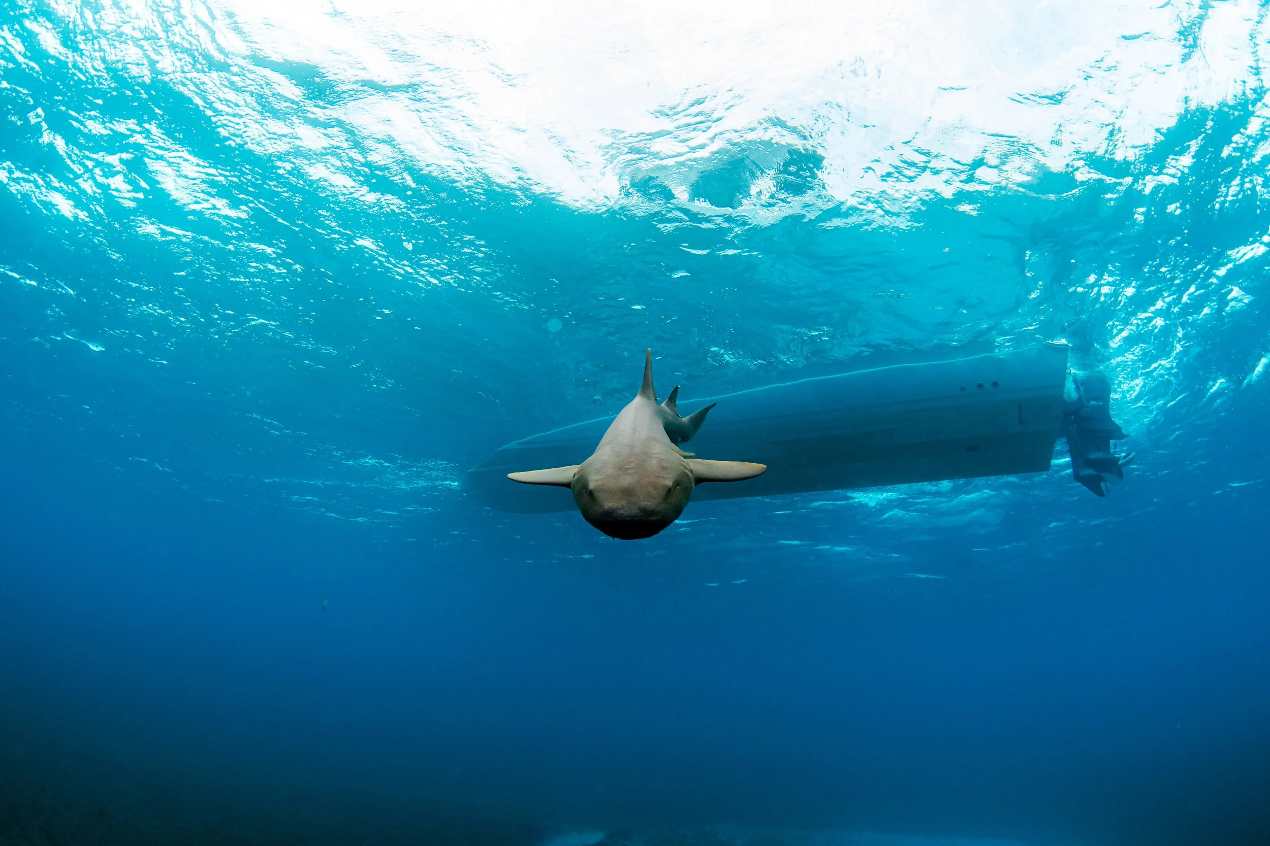 Nurse shark swimming.